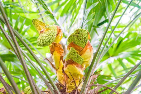 八月十三天氣很關鍵，“有詹無詹，就看八月十三”，是什麼意思？