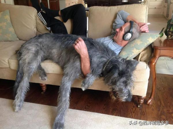 名字兇悍,個頭巨大,日常逗比,愛爾蘭獵狼犬是種怎麼樣的存在? 名字兇悍,個頭巨大,日常逗比,愛爾蘭獵狼犬是種怎麼樣的存在?