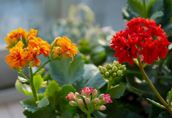 適合家裡養的“健康花”，乾淨健康，還吉祥，格調高雅有品味