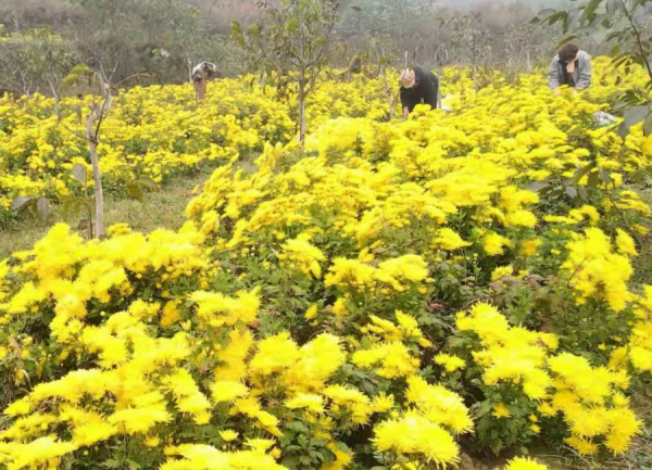 鄉村振興 ▏從“地下開挖”到“地上開花”“煤村”變“美村”！