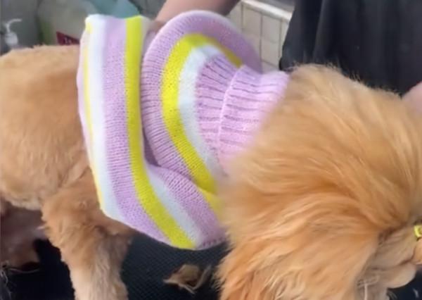 天津一流浪狗被凍到腳上結冰，遇到好心店主收留，最後一幕太暖了