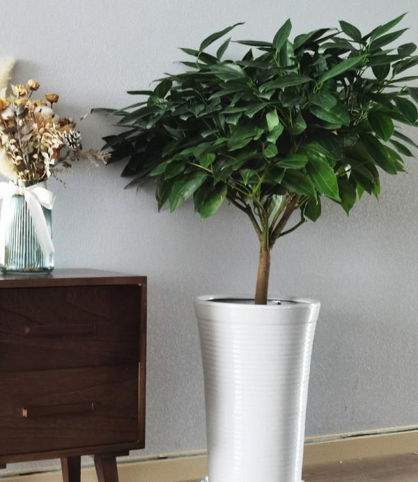 有3種花,花開滿室很好打理,名字很吉祥喜慶能淨化空氣 有3種花,花開滿室很好打理,名字很吉祥喜慶能淨化空氣