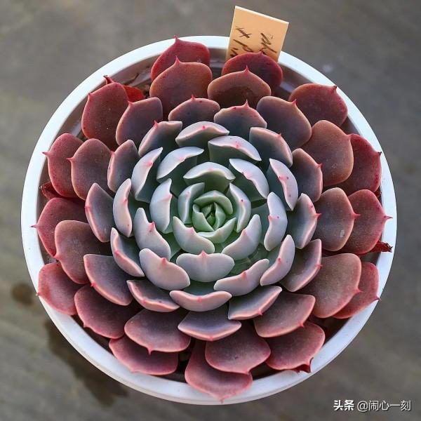 分享&mdash;&mdash;多肉，肉出花朵