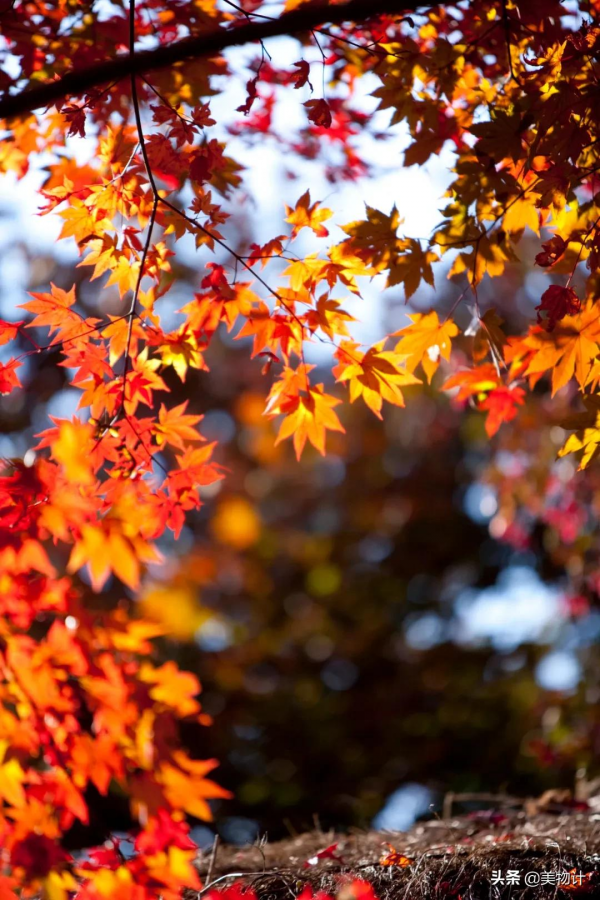 紅葉,入眼成詩,入心為情 紅葉,入眼成詩,入心為情