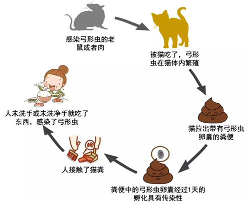 為啥人不能吃生的動物肉，動物吃了就沒事？人類真這麼脆弱麼