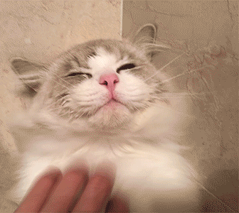 偷偷告訴你，女孩子愛養“長毛貓”的原因