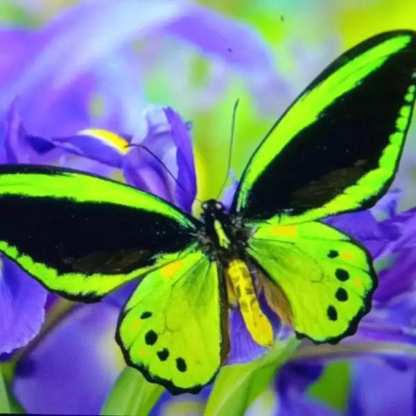 友，青悅帶你去看小可愛呦