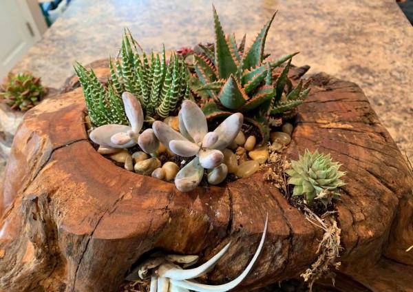 別緻的養花容器:枯木、塑膠瓶,處理到位顏值堪比藝術品 別緻的養花容器:枯木、塑膠瓶,處理到位顏值堪比藝術品