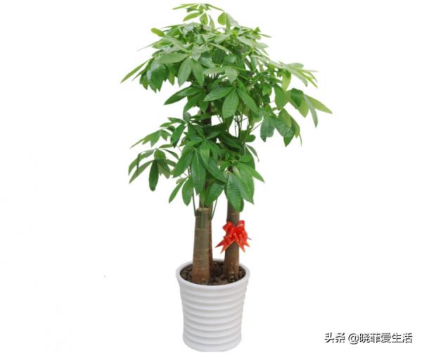 4種“吉利花”，被水澆死了不要扔，簡單處理又能長滿盆