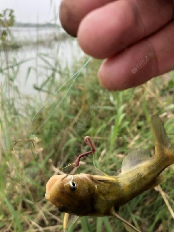 2021垂釣日誌之56,艱辛垂釣路,魚獲足補償 2021垂釣日誌之56,艱辛垂釣路,魚獲足補償