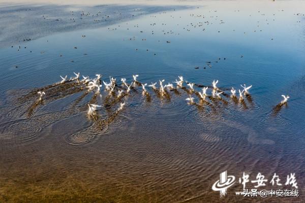 安徽池州：升金湖萬鳥翩躚水雲間「組圖」