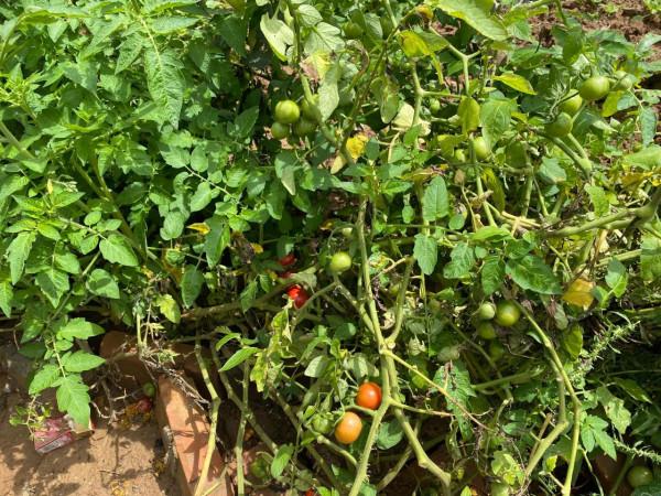 集團董事長高董種植的農作物給全國各地的朋友分享 集團董事長高董種植的農作物給全國各地的朋友分享