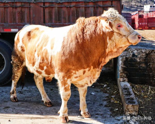 牛販子收牛4個“歪招”，讓一頭牛最少輕30斤，少賣500元