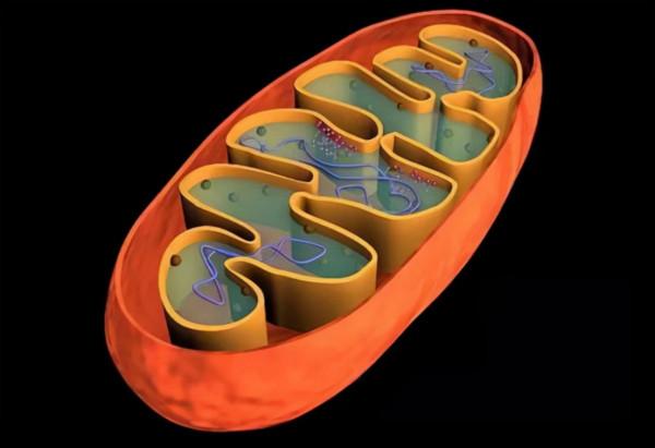 只有女人才會生孩子，世界上第一個女人是誰？她是如何出現的？