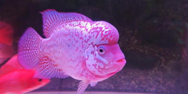 家有小羅初長成——羅漢魚的成長記錄