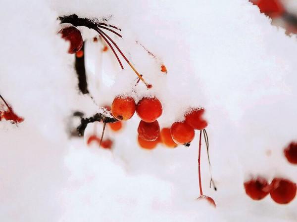 人間已冬，品一味歲月裡的清歡