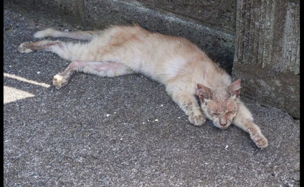 病重流浪貓倒在門口，可能貓財兩空的情況下，男子依然選擇救治它