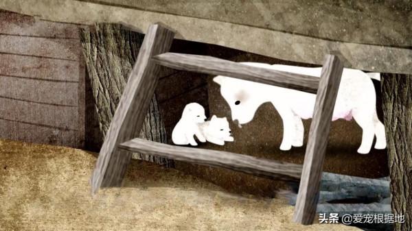 深山裡的狗媽媽，靠施捨艱難度日，為了生存它把小狗送給好心人