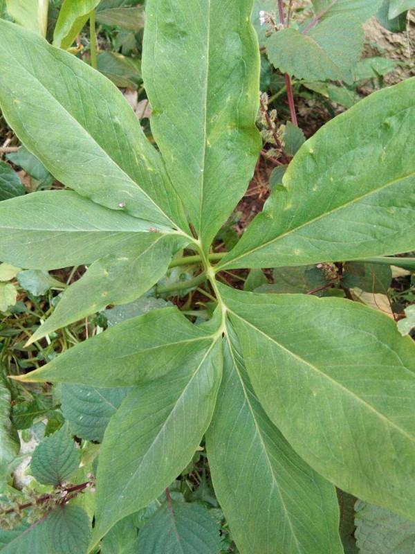 10種帶&OpenCurlyDoubleQuote;虎&rdquo;的花，虎年虎虎生風，認識的人真不多