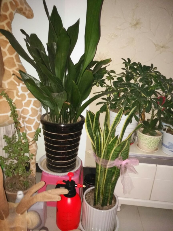 讓衛生間也變小花園的方法，關鍵在這3種花，還有淨化空氣效果