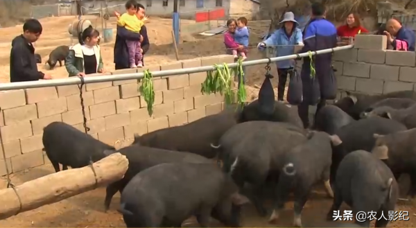 河北大哥創業養黑豬，逆境中“巧”翻身，一年收入達900多萬元