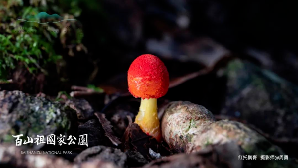 全球新物種,你見過嗎? 全球新物種,你見過嗎?