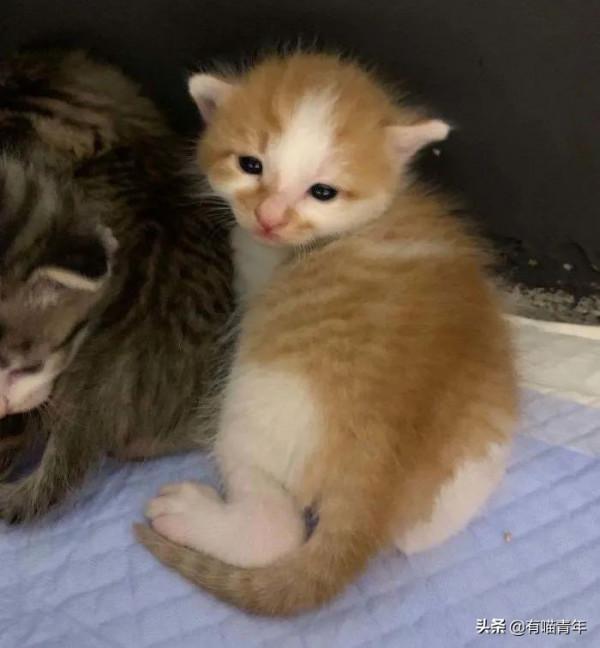 “喜當爹!好傢伙生了8只小奶貓!” “喜當爹!好傢伙生了8只小奶貓!”