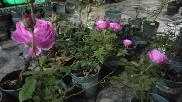 老家的庭院 老家的庭院