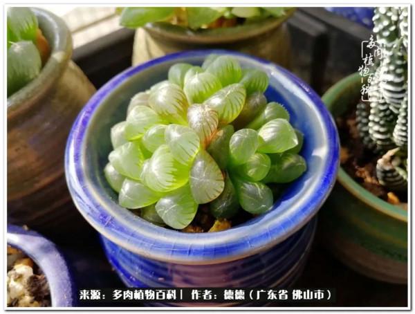 廣東的多肉陽臺:生命不息,折騰不止 廣東的多肉陽臺:生命不息,折騰不止