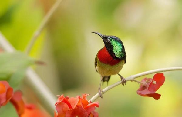 分享圖片,色彩斑斕,美麗無比的太陽鳥 分享圖片,色彩斑斕,美麗無比的太陽鳥