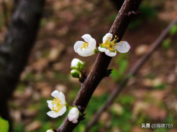 十八羅漢山的梨花開了