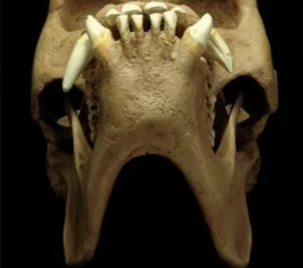 專家在1997年曾對“猴娃”曾繁勝的遺骨進行檢測,結果如何? 專家在1997年曾對“猴娃”曾繁勝的遺骨進行檢測,結果如何?