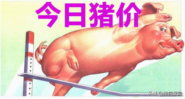 今日生豬價格|9月22日生豬價格繼續下跌，供需失衡，短期難言見底