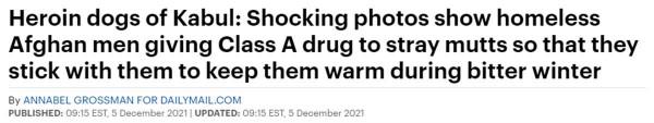 觸目驚心！靠狗的體溫取暖，阿富汗流浪漢不惜給狗吸毒，讓它們染上毒癮