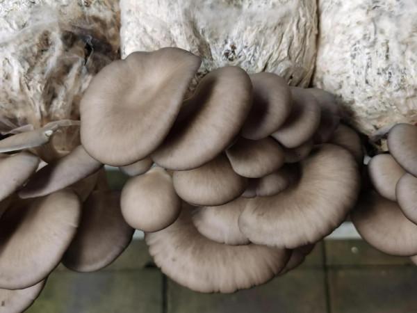 走進京郊蘑菇園 見識各類蘑菇