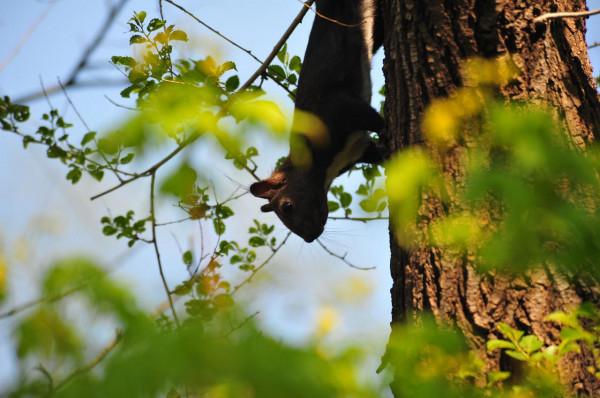 可可愛愛，萌松鼠正在等待拍攝