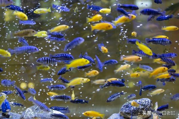 飼養觀賞魚怎樣養水，空氣缸很簡單