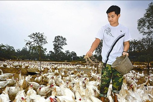 80後四川小夥養殖南非香鶉雁年收入50多萬