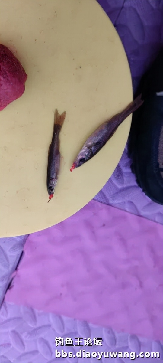 迴歸河山，收穫翻番