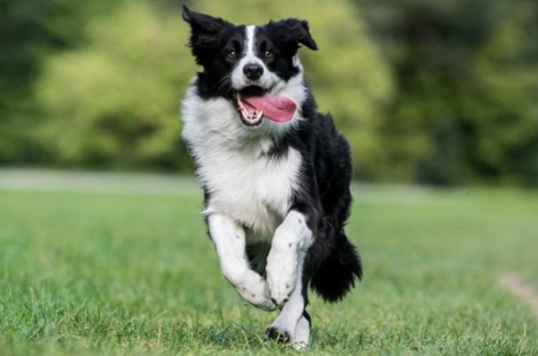 邊牧吃什麼狗糧比較好？