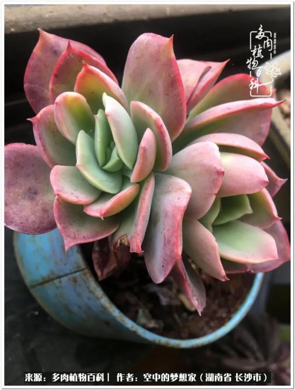 北陽臺黨，也有個多肉花園夢