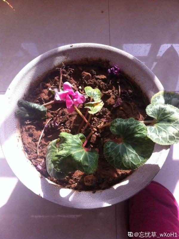 冬天6類花，葉片和花苞別噴水，一噴就爛了