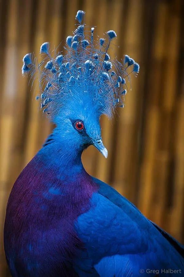 華麗的維多利亞冠鳩