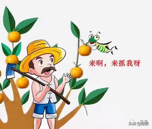 果實蠅來勢洶洶 這幾招讓它“插翅難逃”，有效預防落果