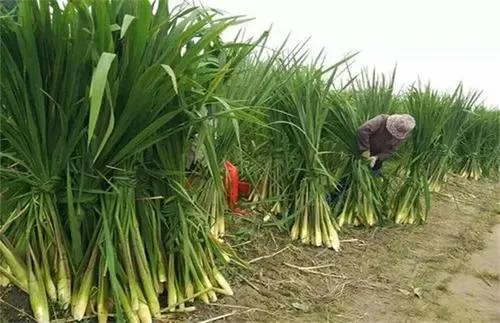 低成本、高收益、每畝效益上萬元？