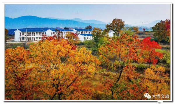 看,這就是大悟的秋 看,這就是大悟的秋