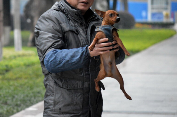 這幾種狗好養、價格還便宜，寵物店一般不推薦給你