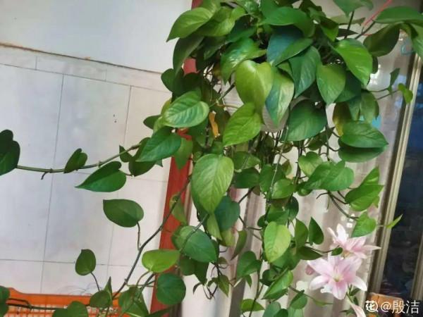 秋天病蟲害氾濫，自制養花殺蟲水，3天就見效