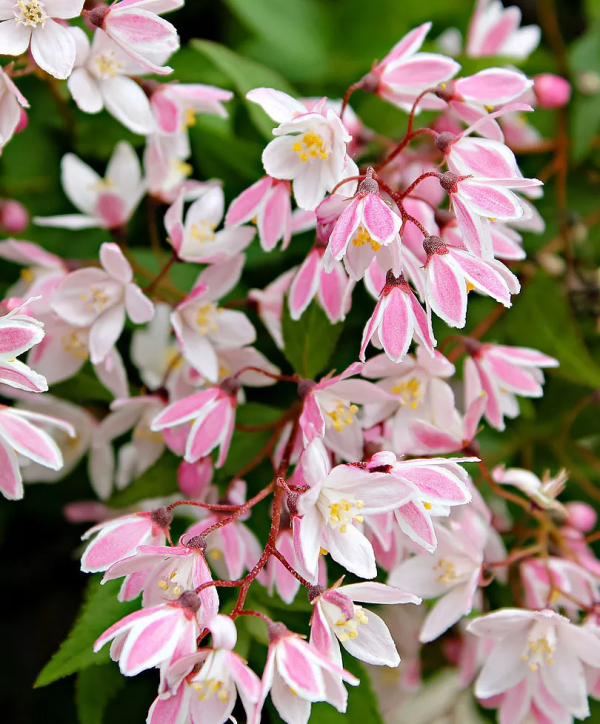 讓花園充滿浪漫色彩的粉色開花植物，滿足你的少女心