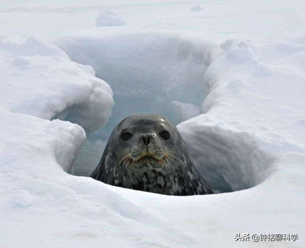 零下50℃！北極冬季成“苦寒之地”，愛斯基摩人如何在極地生活？